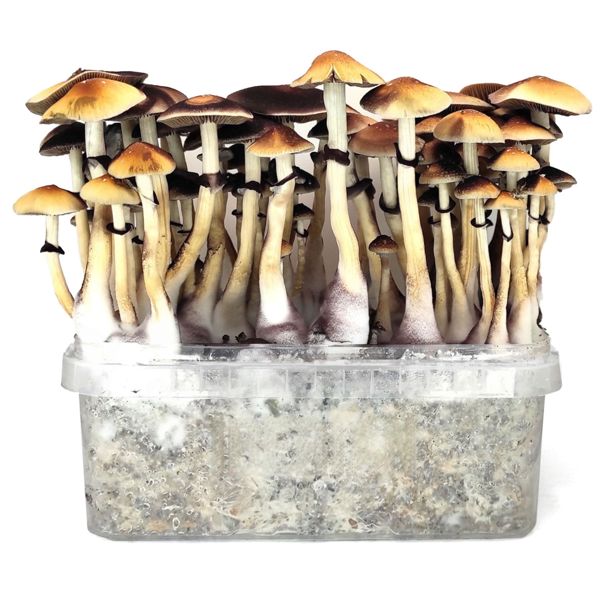 Grow Kit Red Boy